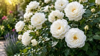 White Rose
